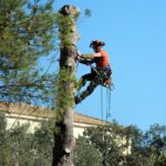 Superior Enterprises-Tree Trimming